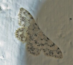 Idaea contiguaria