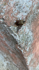 Halyomorpha halys