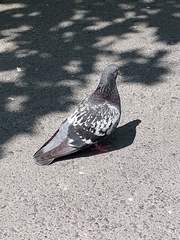 Columba livia domestica