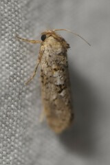 Acrolophus forbesi