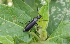 Epicauta curvicornis