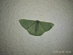 Pelagodes antiquadraria