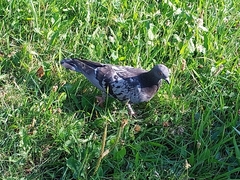 Columba livia domestica