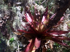 Tillandsia biflora