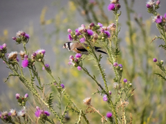 Carduelis carduelis