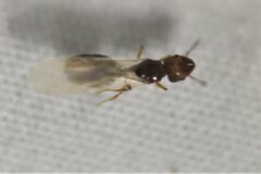 Pheidole adrianoi