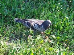 Columba livia domestica