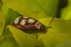 Alagoasa trifasciata