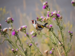 Carduelis carduelis