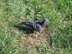 Columba livia domestica