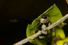 Alagoasa trifasciata