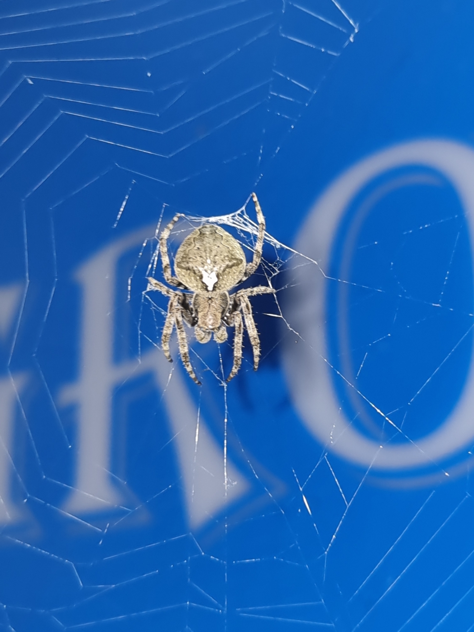 Araneus Ventricosus (L.Koch, 1878)