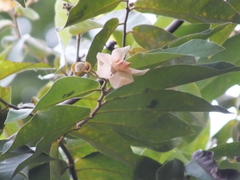 Miliusa velutina