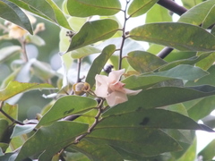 Miliusa velutina