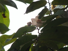 Miliusa velutina