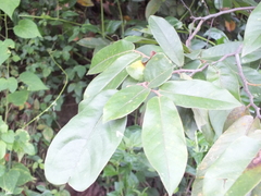Miliusa velutina