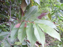 Miliusa velutina