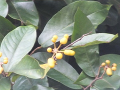 Miliusa velutina