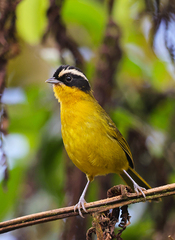 Kleinothraupis atropileus