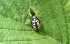 Zygogramma piceicollis