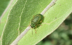 Colaspis mexicana