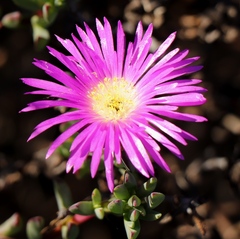 Lampranthus pauciflorus