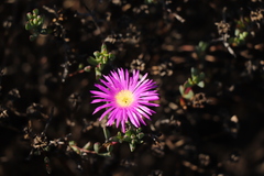 Lampranthus pauciflorus