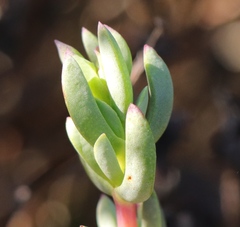 Lampranthus pauciflorus