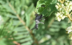 Epicauta curvicornis