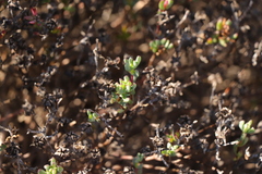Lampranthus pauciflorus