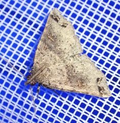 Lithilaria proestans