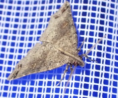 Lithilaria proestans