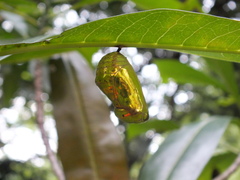 Lepidoptera
