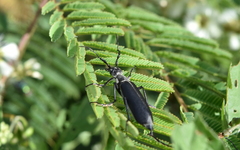 Epicauta curvicornis