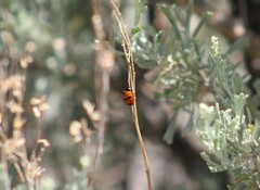 Coccinella monticola