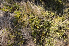 Carpobrotus muirii