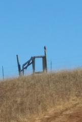 Buteo lineatus elegans