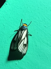 Macrobrochis prasena