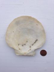 Placopecten magellanicus