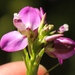 Polygala ericifolia - Photo (c) Sandra Falanga,  זכויות יוצרים חלקיות (CC BY-NC), הועלה על ידי Sandra Falanga