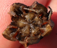 Lampranthus pauciflorus
