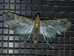 Hydriris