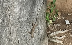 Sceloporus grammicus