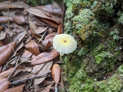 Leucocoprinus fragilissimus image