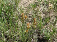 Castilleja flava flava