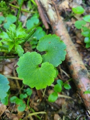 Chrysosplenium alternifolium