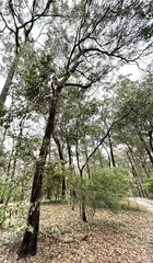 Eucalyptus baileyana