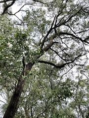 Eucalyptus baileyana