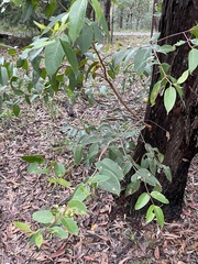 Eucalyptus baileyana