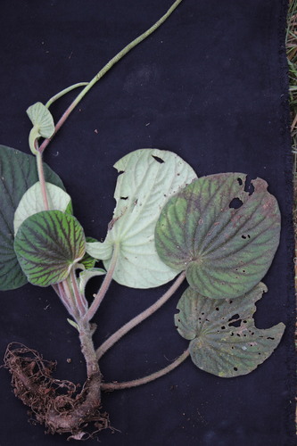 Peperomia pubirhachis